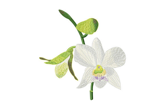 Tropical Flower White Orchid: A Designer’s Review
